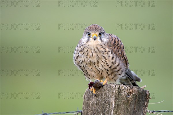 Common kestrel