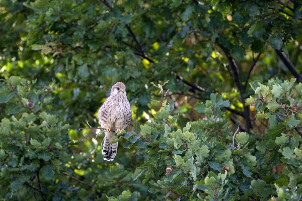 Common kestrel