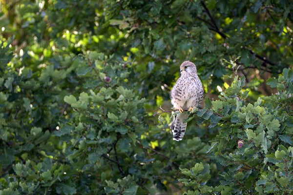 Common kestrel