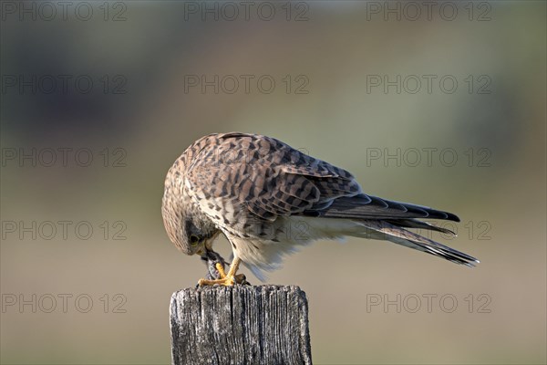 Common kestrel