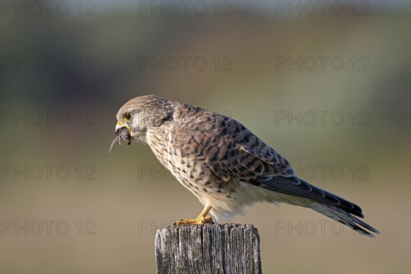 Common kestrel