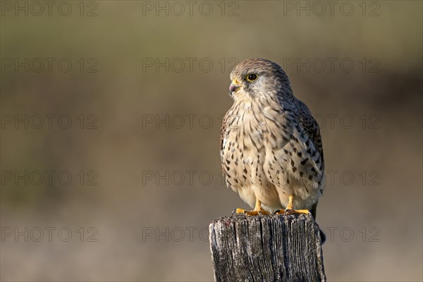 Common kestrel