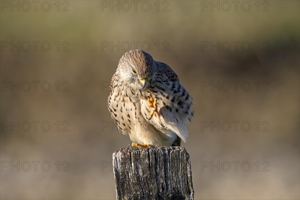 Common kestrel