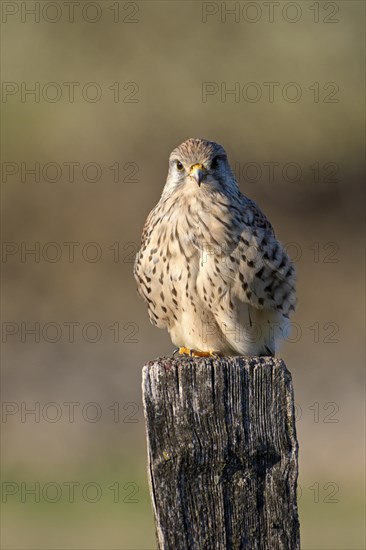 Common kestrel