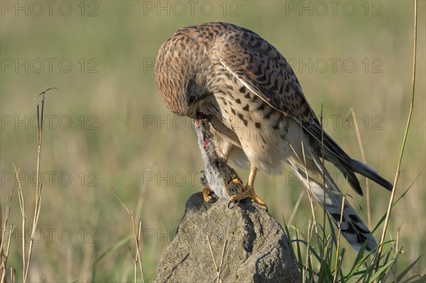 Common kestrel