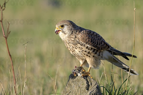 Common kestrel