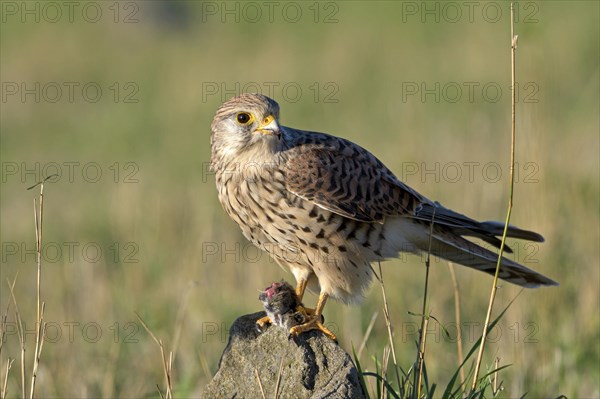 Common kestrel