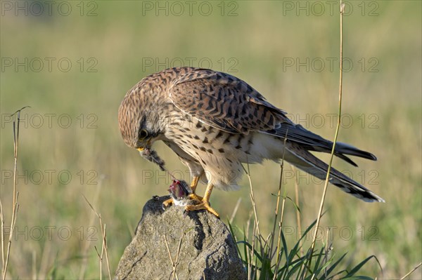 Common kestrel