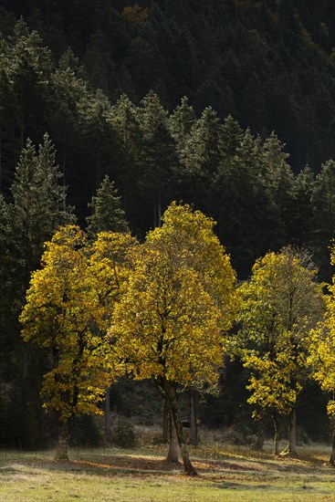 Autumn atmosphere in the Engtal valley