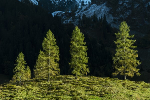 Fir trees in sidelight