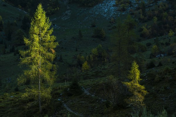 Fir trees in sidelight