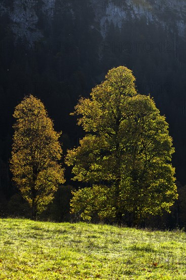 Sycamore maple