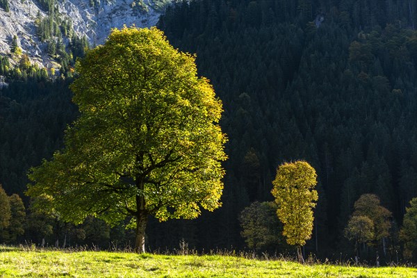 Sycamore maple