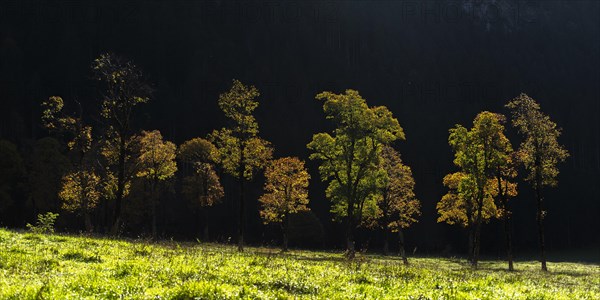 Sycamore maple