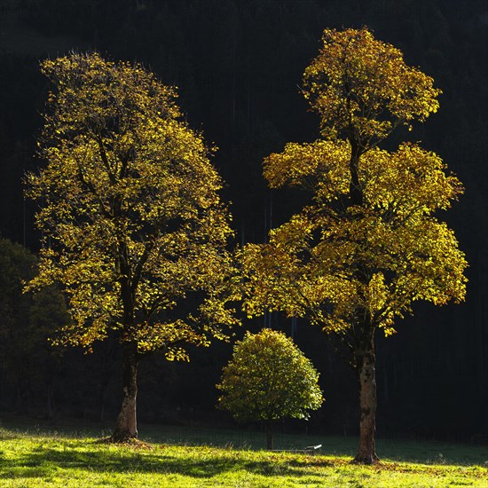 Sycamore maple