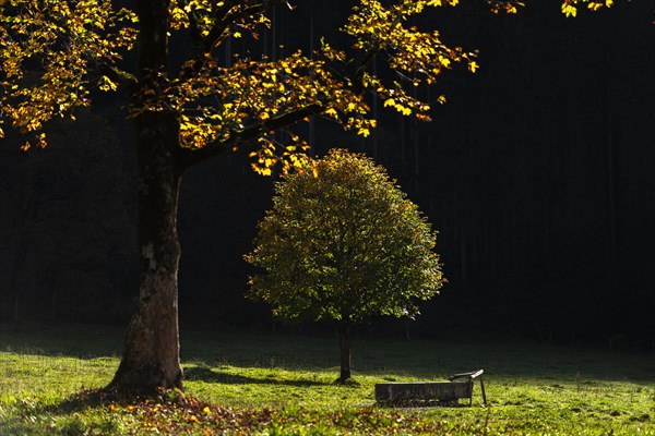 Sycamore maple