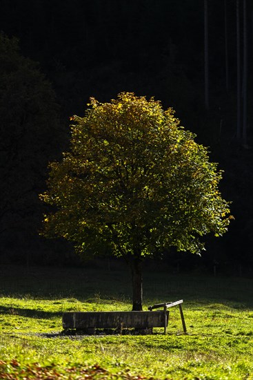 Sycamore maple