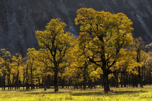 Sycamore maple