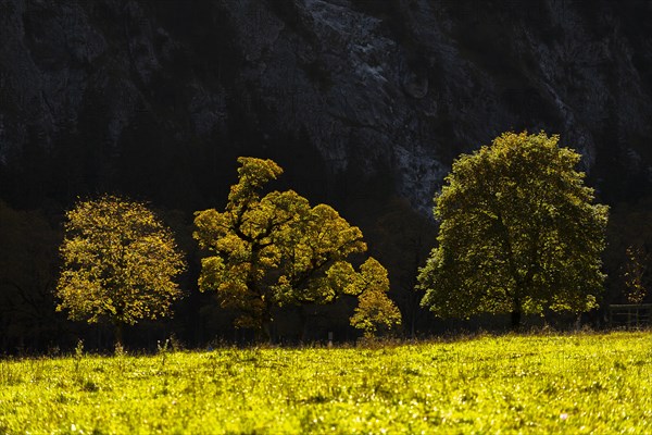 Sycamore maple