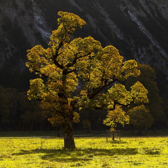 Sycamore maple