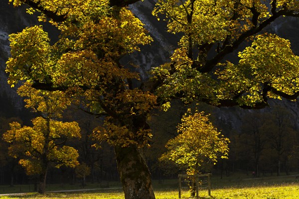 Sycamore maple