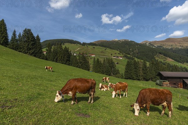 Red-coloured cows on alpine meadow