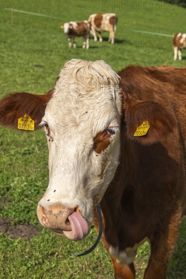 Red-coloured cows on alpine meadow