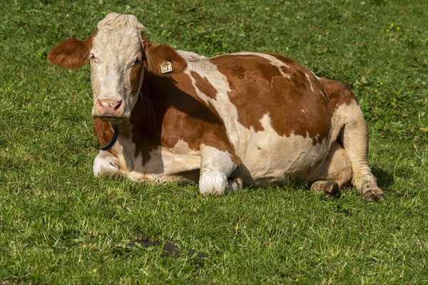 Red-coloured cow on alpine meadow