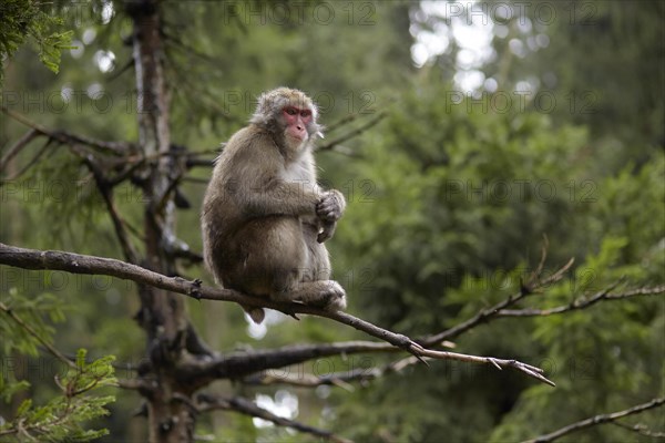 Japanese macaque