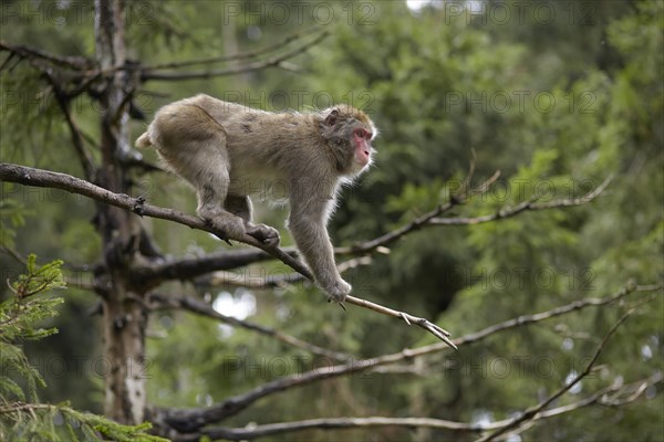 Japanese macaque