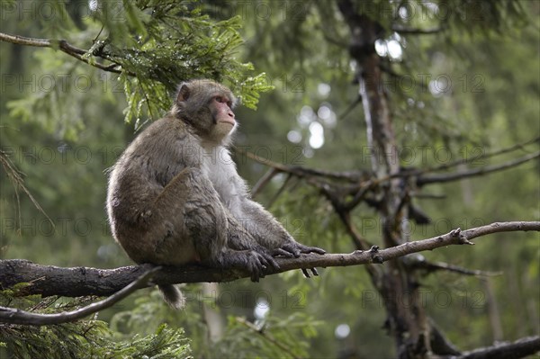 Japanese macaque