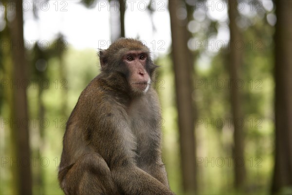 Japanese macaque