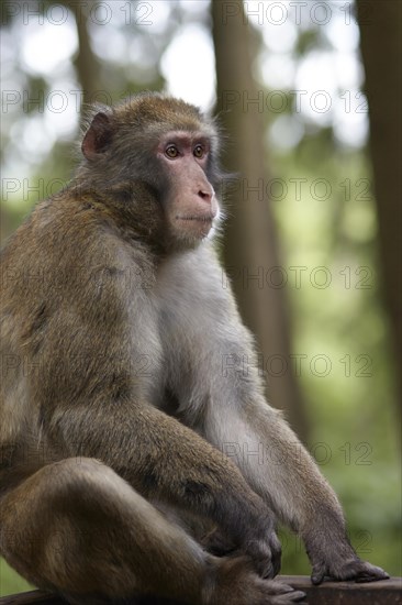 Japanese macaque