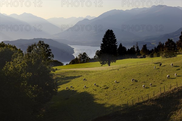 Flock of sheep on Lake Lake Millstatt
