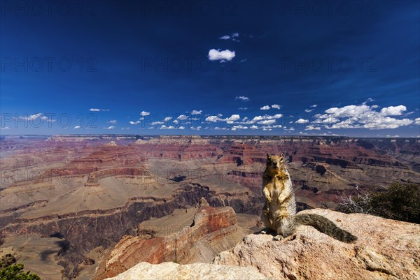 Ground squirrel