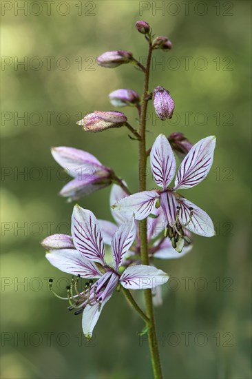 Flowers of the dittany