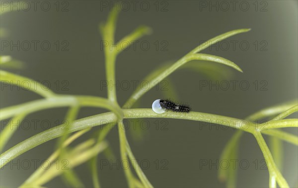Tiny hatched caterpillar of the swallowtail