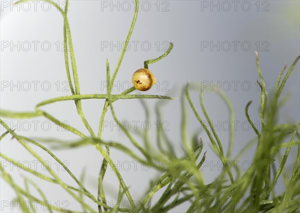 Egg of the swallowtail