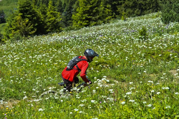 Mountain biker riding on a single trail through a blooming alpine meadow