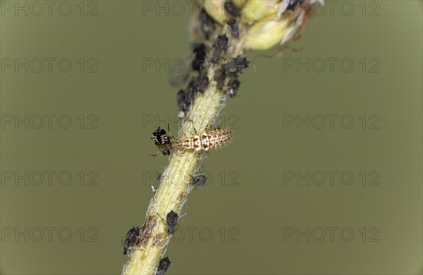 The elongated light-coloured lacewing larvae