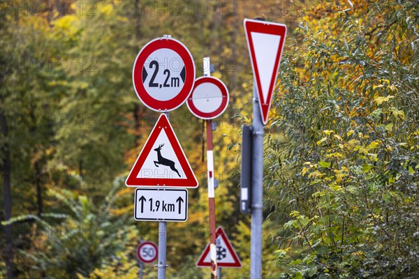 Signpost forest