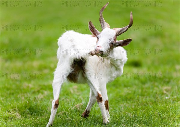 Goat on a green meadow