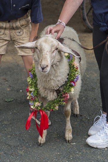 Decorated sheep for the Betzenaustanzen at the traditional Tanzlindenfest in Limmersorf