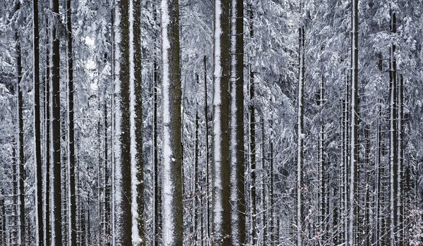 Snow-covered tree trunks of spruces