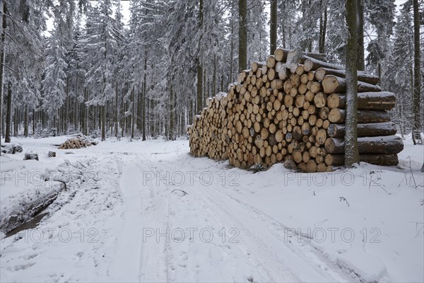 Snow-covered woodpiles and spruces