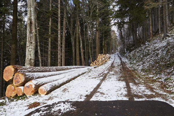 Snow-covered piles of wood and a forestry path through a forest on the Kandel in Waldkirch