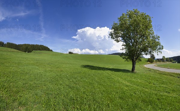 Free-standing common ash