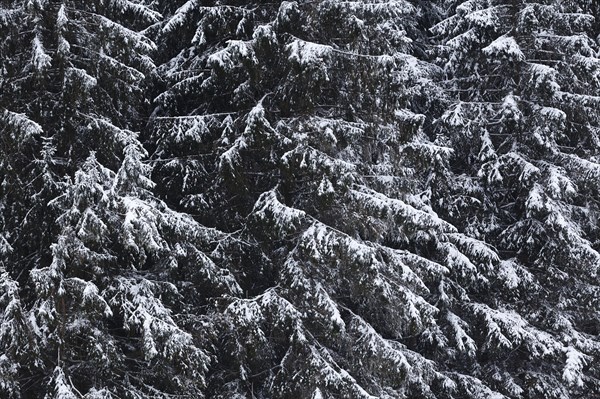 Snow-covered fir trees