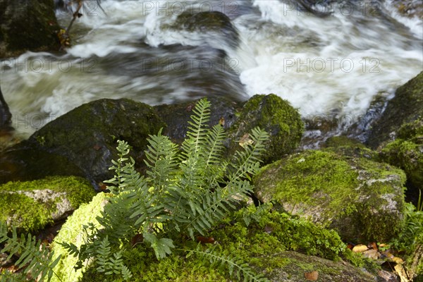 Common polypody