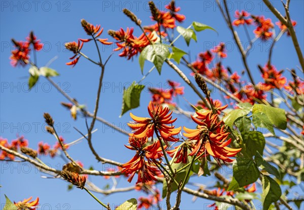 Tiger's claw or Indian coral tree